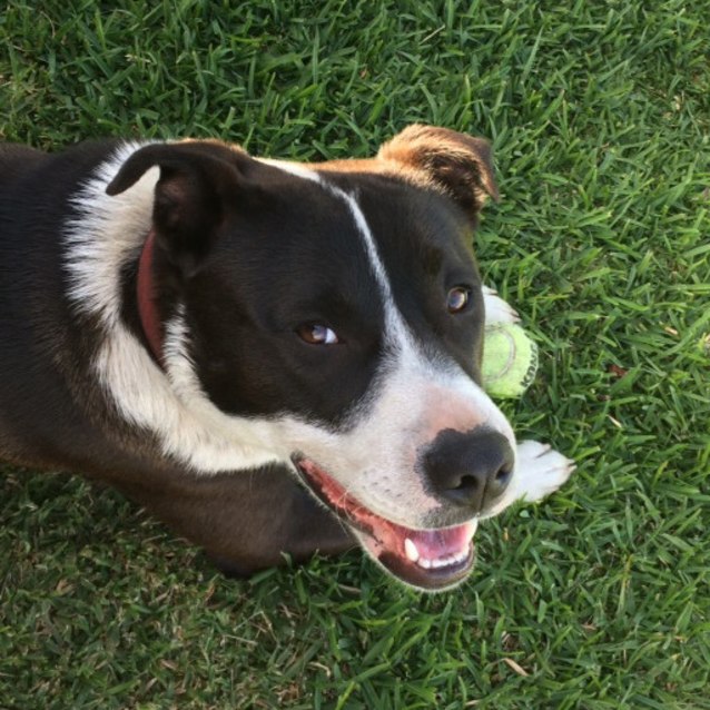 Stanley 10mo BC X Staffy boy (On Trial 22/10/16) Medium Male Border Collie x Staffy Mix Dog