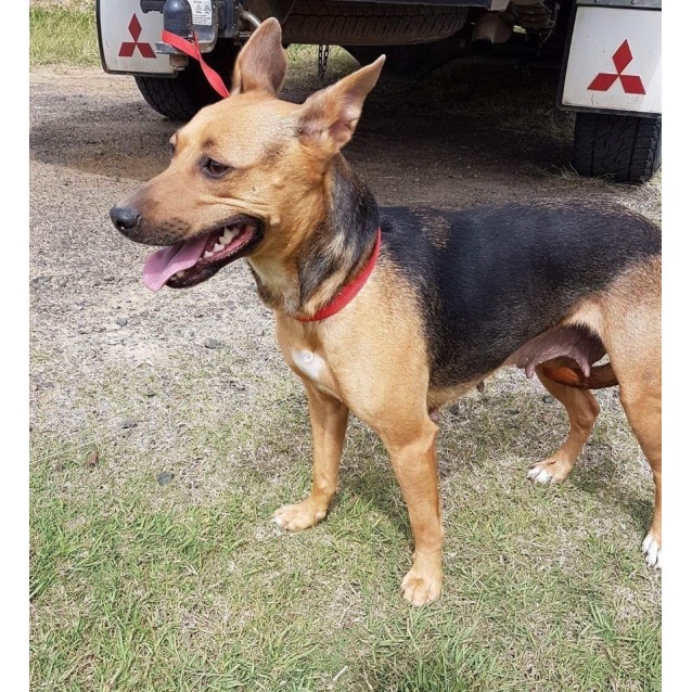 german shepherd jack russell mix german shepherd jack russell mix