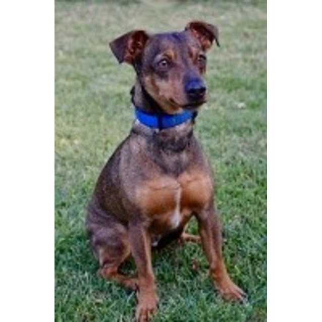 Chad Small Male Dachshund X Mini Pinscher Mix Dog In Nsw Petrescue
