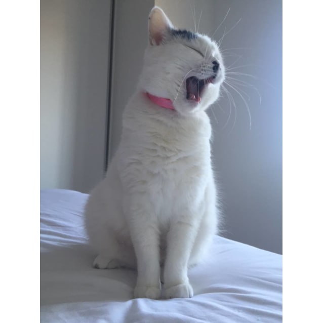 Sweet Stella 💕 Stunning Turkish Van X Cat - Female ...