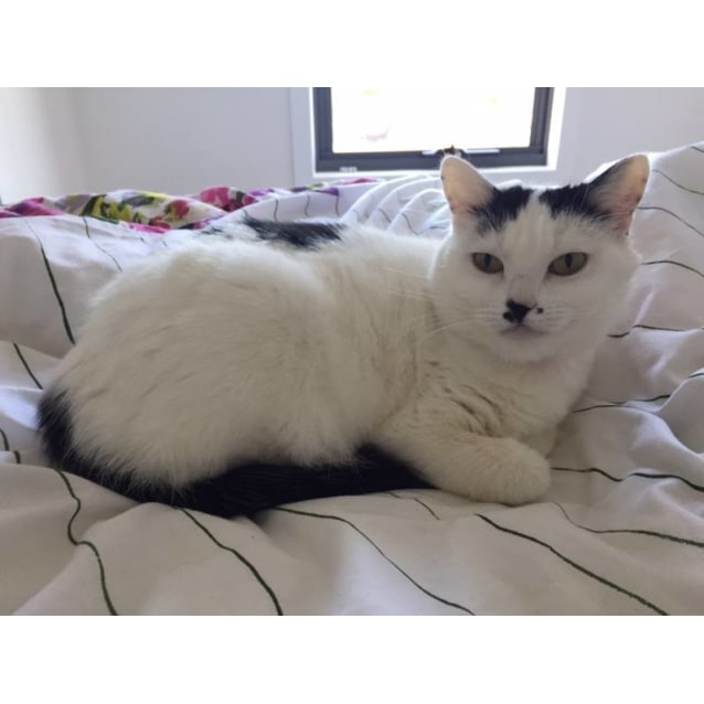 Sweet Stella 💕 Stunning Turkish Van X Cat - Female ...