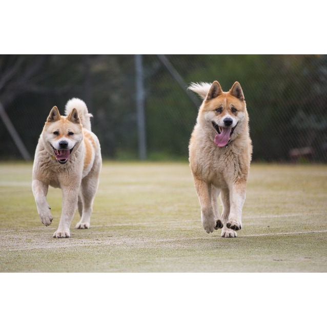 Kira & Kobe - Large Female Akita Inu Dog in VIC - PetRescue