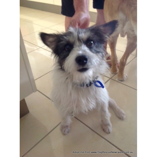 Curtis ~ Maltese x Jrt x Shih Tzu (Trial 28/2/16) - Small ...