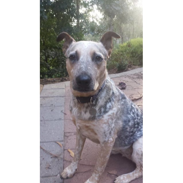 List Of Popular American Staffordshire Terrier Mixes With