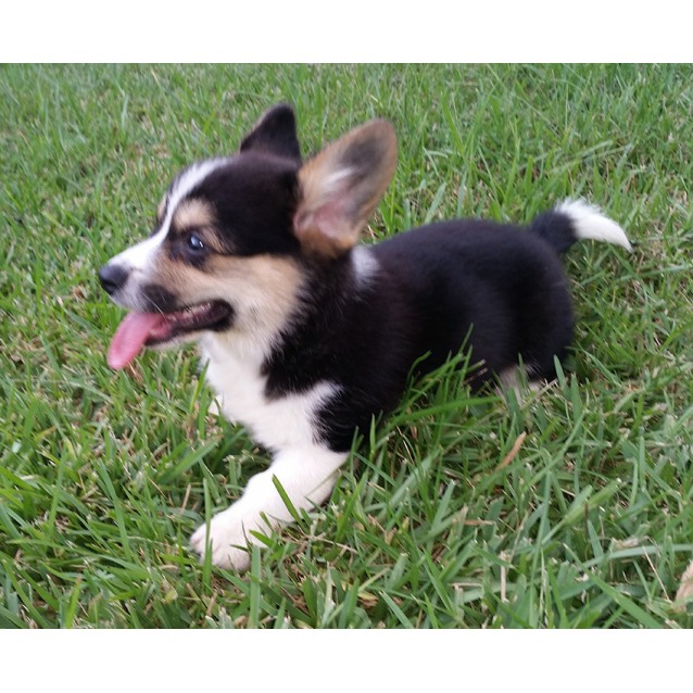 cuinn welsh corgi puppy on trial 30 4 16 small male corgi