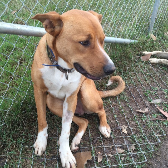 Joey - Medium Male Dingo x Kelpie Mix Dog in NSW - PetRescue