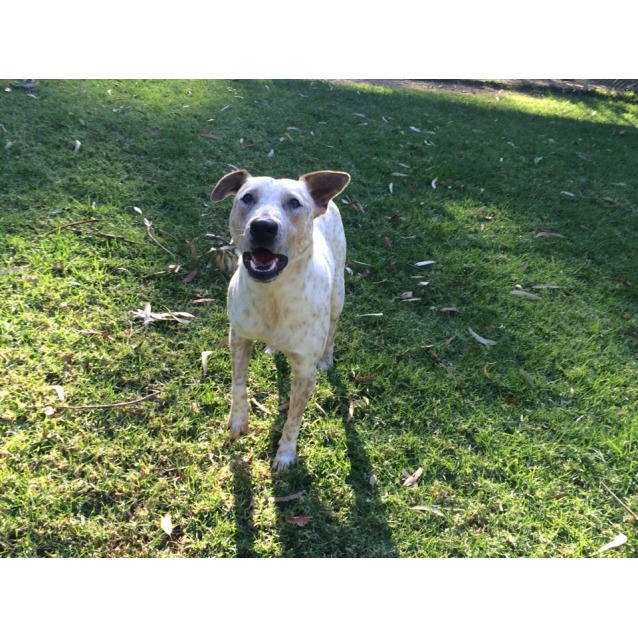 Wally S Dog Rescue Address Wally S Dog Rescue Address