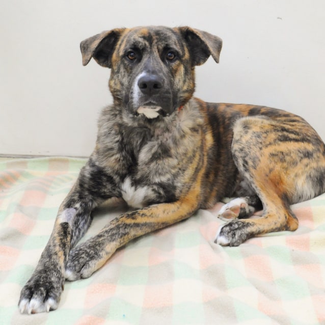 Tyson - Large Male American Bulldog x German Shepherd Mix Dog in VIC - PetRescue