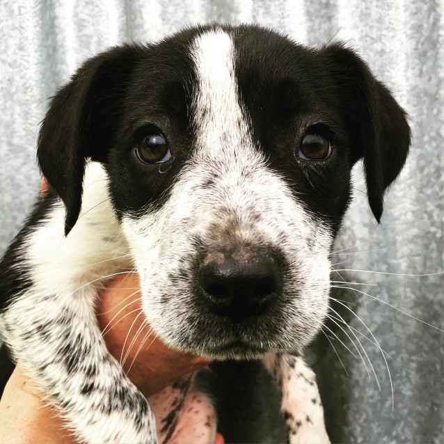 Puppy Medium Female Border Collie X German Shorthaired Pointer