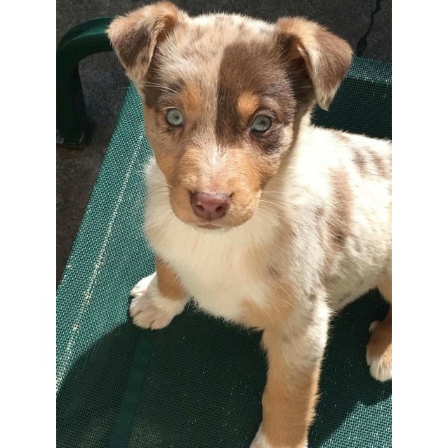 Destiny - Medium Female Australian Shepherd x Kelpie Dog in VIC - PetRescue