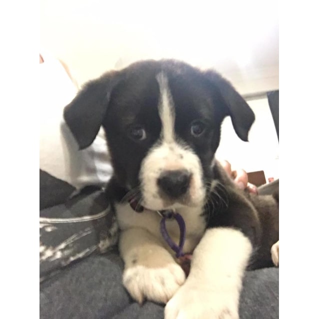 american bulldog border collie mix american bulldog border collie mix