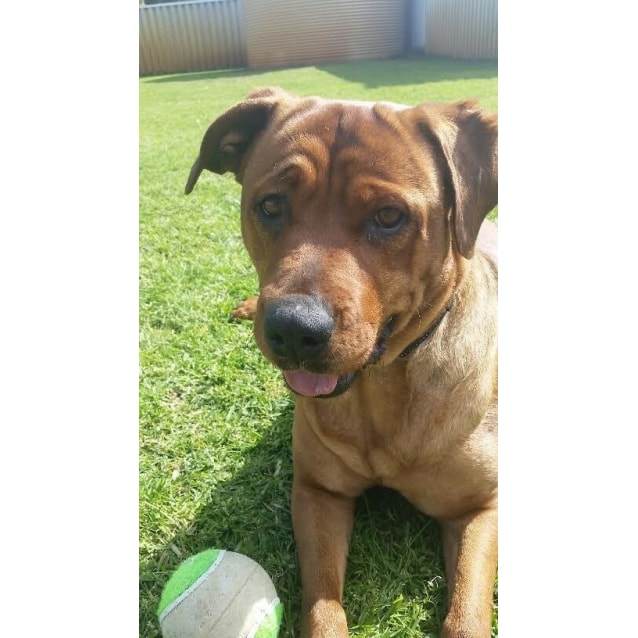 Freya DL1428 Medium Female Rottweiler x Shar Pei Mix Dog in WA
