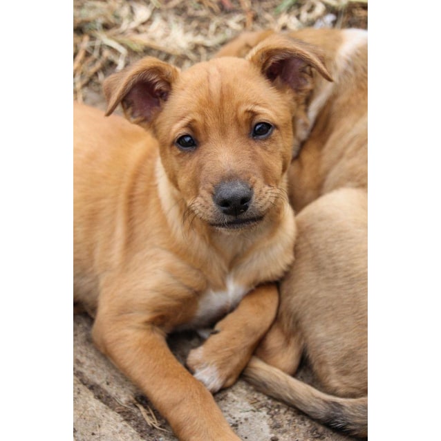 Yoko Dingo x Medium Female Australian Cattle Dog x Dingo Mix Dog in