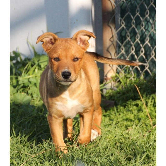 Rocky Dingo X Medium Male Australian Cattle Dog X Dingo Mix Dog - 638x638 - jpeg Dingo As A Pet