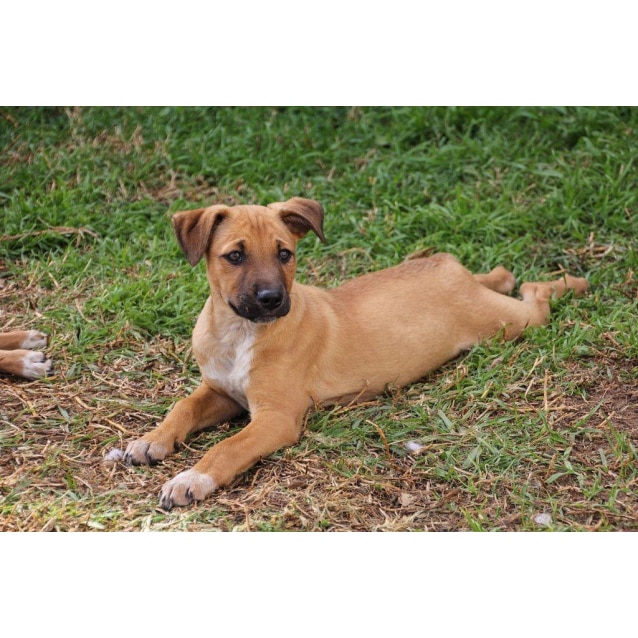 Rigby Dingo x Medium Male Australian Cattle Dog x Dingo Mix Dog in
