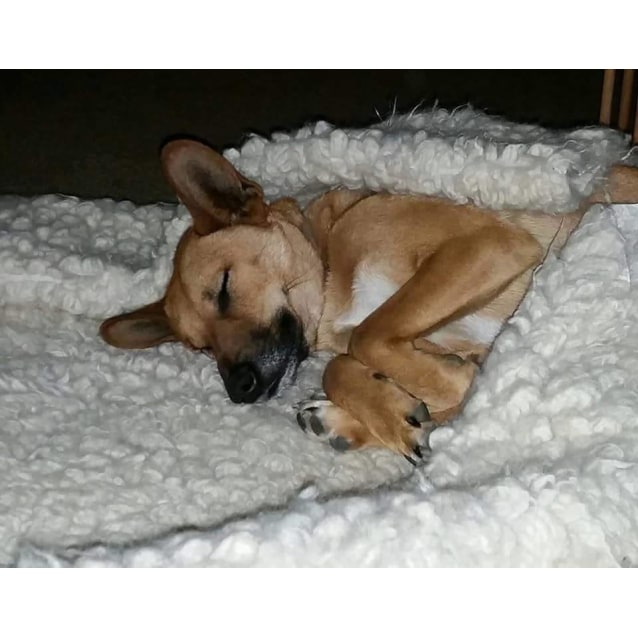 Mate Dingo x Medium Male Dingo x Jack Russell Terrier Mix Dog in NSW