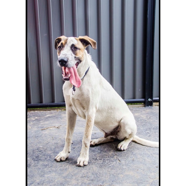 Murphy ("Merv") Large Male Australian Cattle Dog x Greyhound Mix Dog