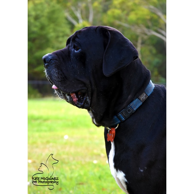 Oliver Large Male Great Dane x Neapolitan Mastiff Mix Dog in QLD