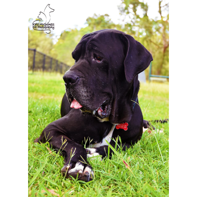 Oliver Large Male Great Dane x Neapolitan Mastiff Mix Dog in QLD PetRescue