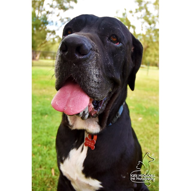 Oliver Large Male Great Dane x Neapolitan Mastiff Mix Dog in QLD