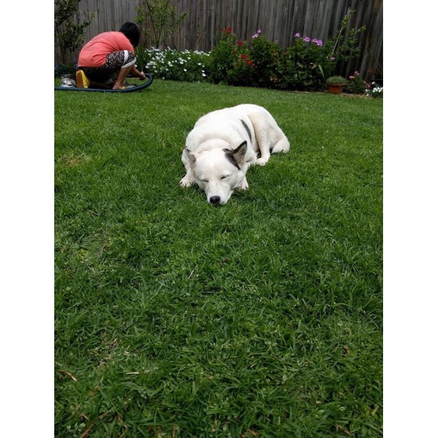 Arctic Dog Rescue Victoria Arctic Dog Rescue Victoria