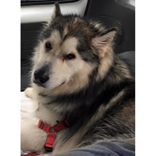 Nunuk Large Male Alaskan Malamute Dog In Sa Petrescue