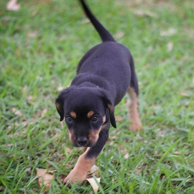 Suri ~ female Cav x Kelpie pup (Trial 2/3/17) - Small Female Cavalier ...