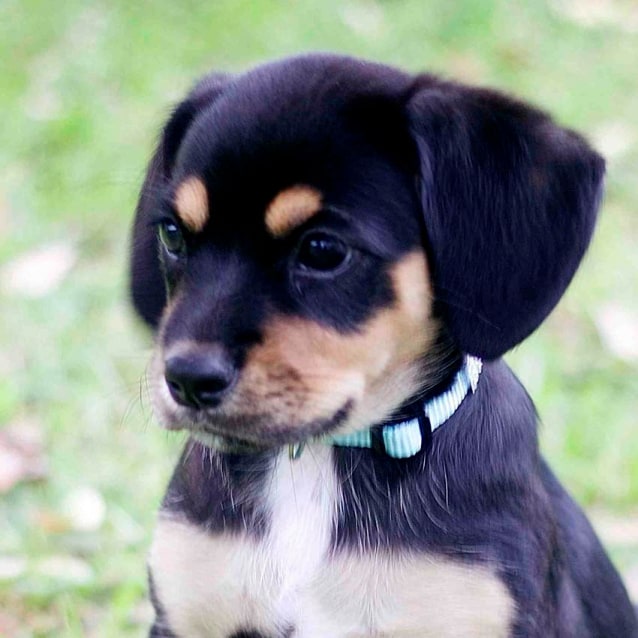 Kelpie Rescue Dogs Kelpie Rescue Dogs