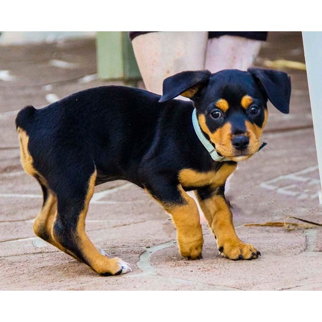 Rain female JR x Rotti pup (On Trial 16/2/17) Small Female Jack