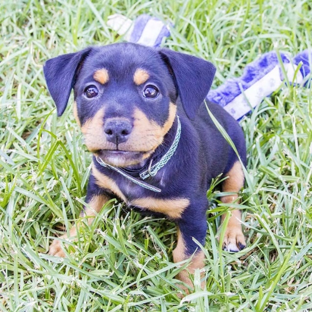 Leaf female JR x Rotti pup (On Trial 11/2/17) Small Female Jack