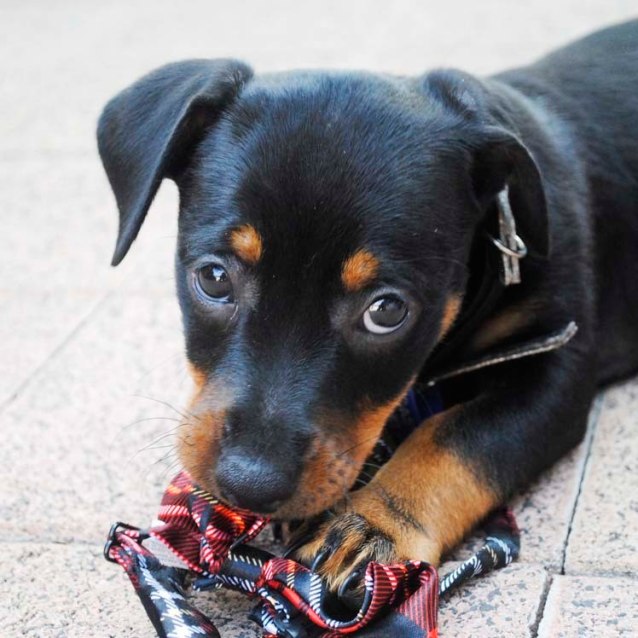 Singleton rottweiler