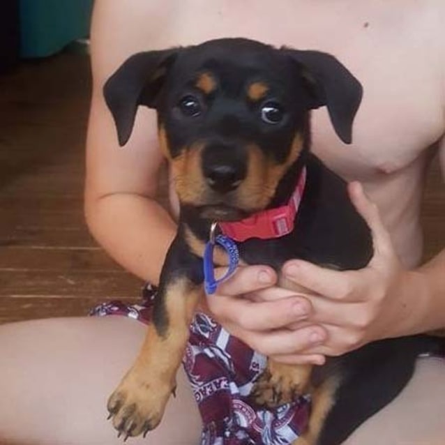 Luna Jack Russell X Rotti Puppy On Trial 18 3 Small Female