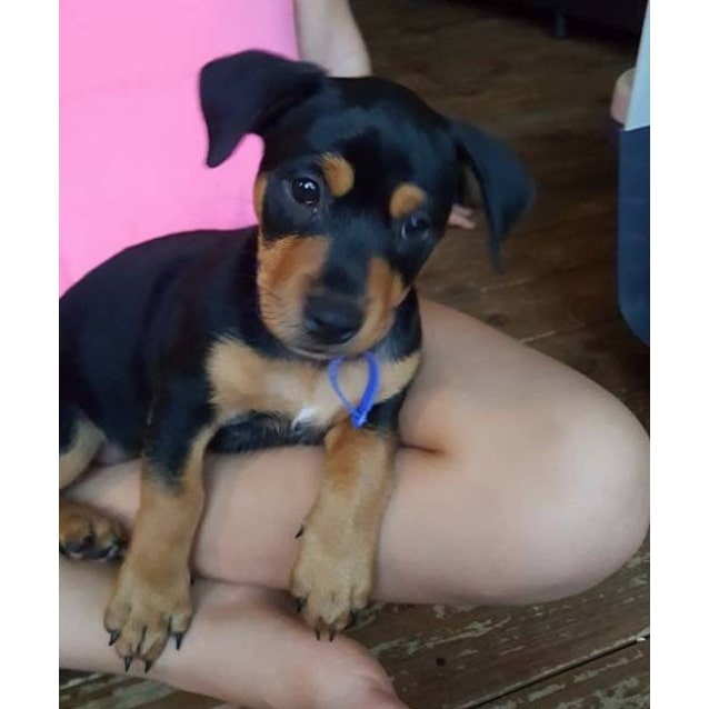 Vespa ~jack Russell X Rotti On Trial 260217 Small Female Jack Russell Terrier X Rottweiler 