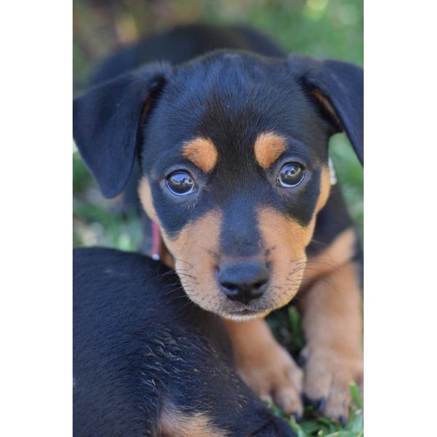 Vespa Jack Russell x Rotti (on trial 26/02/17) Small Female Jack