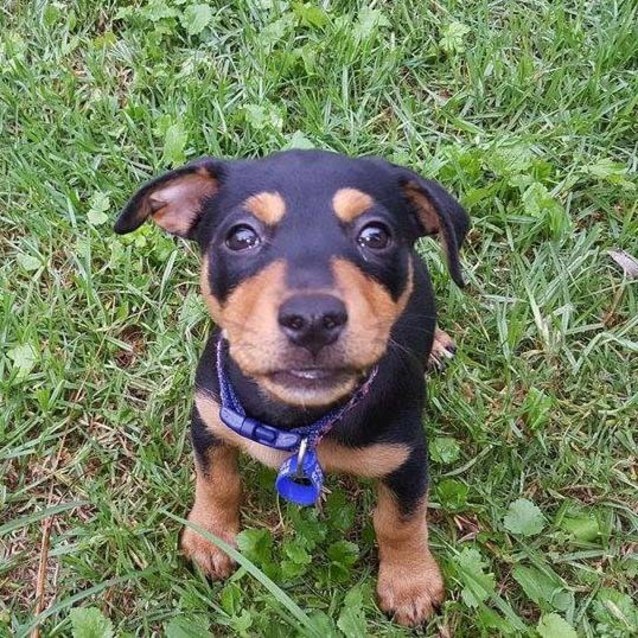 Vespa Jack Russell x Rotti (on trial 26/02/17) Small Female Jack