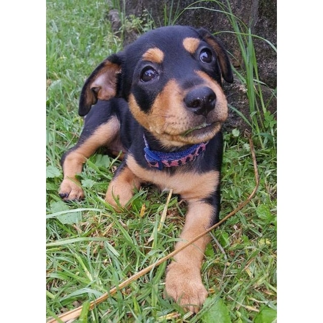 Vespa ~jack Russell X Rotti On Trial 260217 Small Female Jack Russell Terrier X Rottweiler 