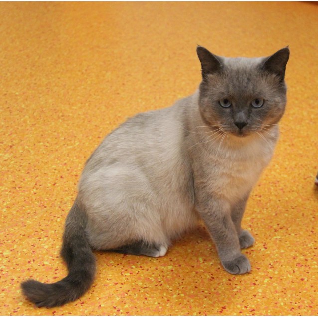Sherpa Male British Shorthair X Himalayan Mix Cat In Qld Petrescue