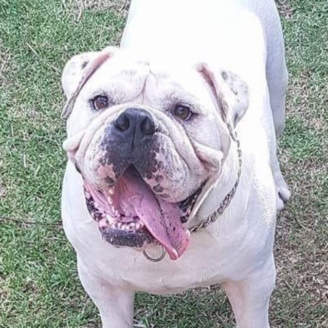Louie Aussie Bulldog 5YO Large Male Australian Bulldog Dog in NSW PetRescue