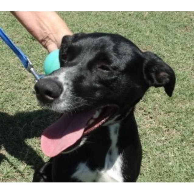 Roxy 844877 Medium Female Border Collie X German Shorthaired