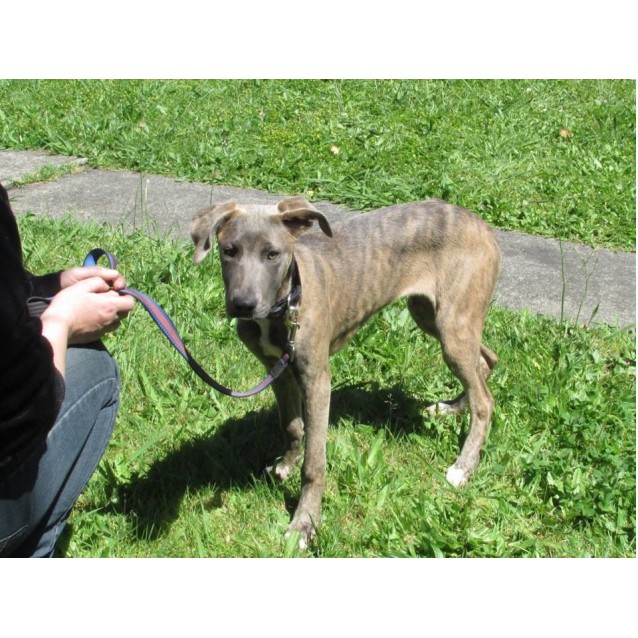 Irene - Medium Female Great Dane x Greyhound Mix Dog in VIC - PetRescue