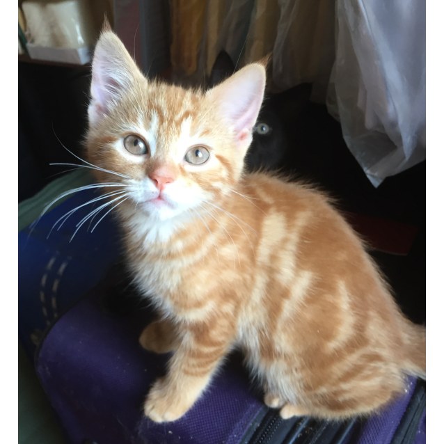 Mango Soft Ginger Kitten Female Domestic Medium Hair Cat In