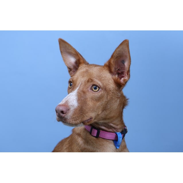 Chloe - Medium Female Kelpie x Pharaoh Hound Mix Dog in ...