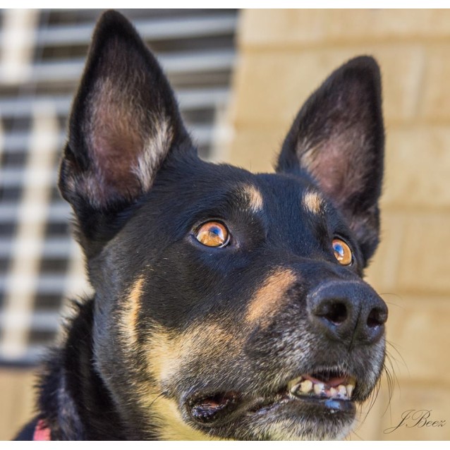 Riley - Large Male Australian Cattle Dog x German Shepherd x Kelpie Mix