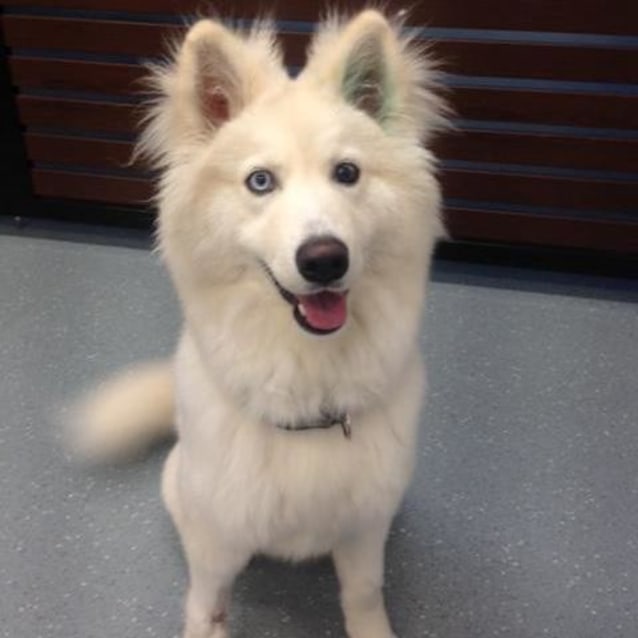 Vic Dog Rescue Vic Dog Rescue