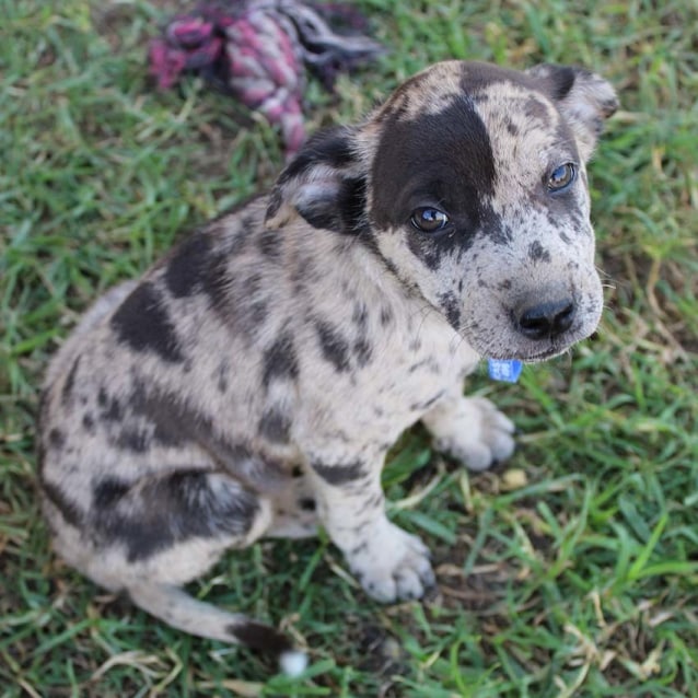 Sam Shar Pei x Koolie puppy (On Trial 29/4/17) Medium Male Koolie x