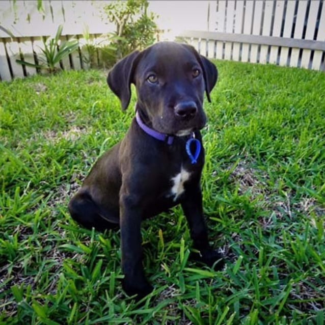Lucy female Lab x Mastiff pup (on trial 30/04/17 Large Female Labrador x Mastiff Mix Dog in