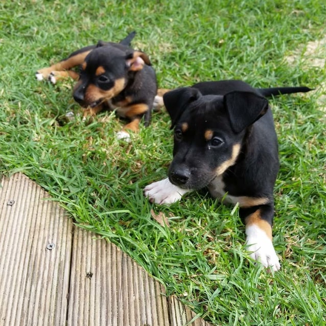 Wally Kelpie X Jack Russell On Trial 1 05 17 Medium Male