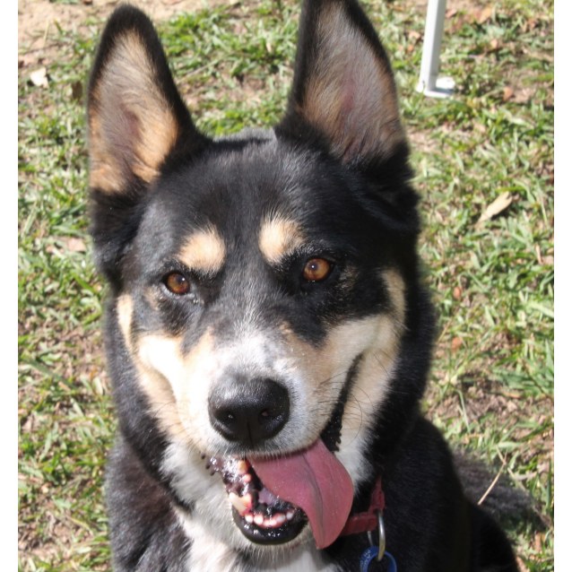 husky x kelpie temperament