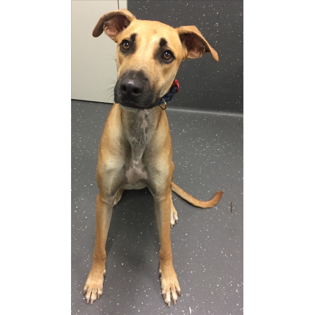 Image result for shepherd greyhound mix