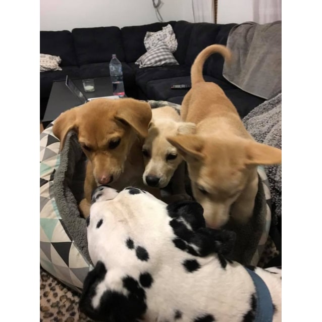 Contact Desperate For Love Dog Rescue Perth Contact Desperate For Love Dog Rescue Perth